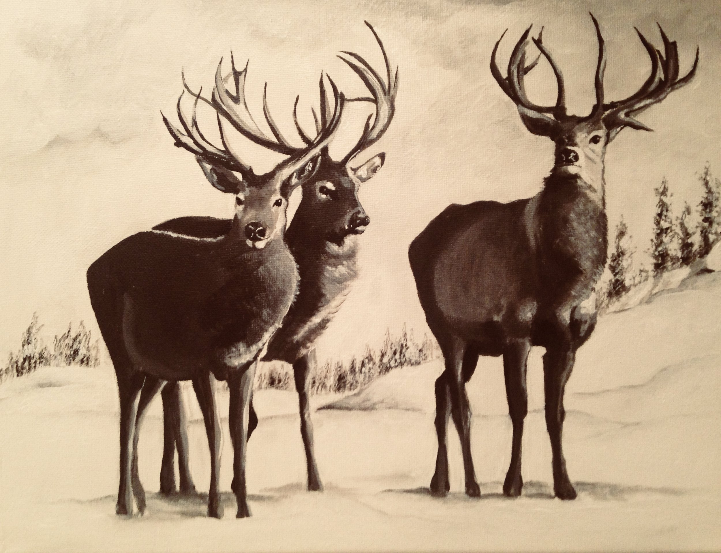 Reindeer