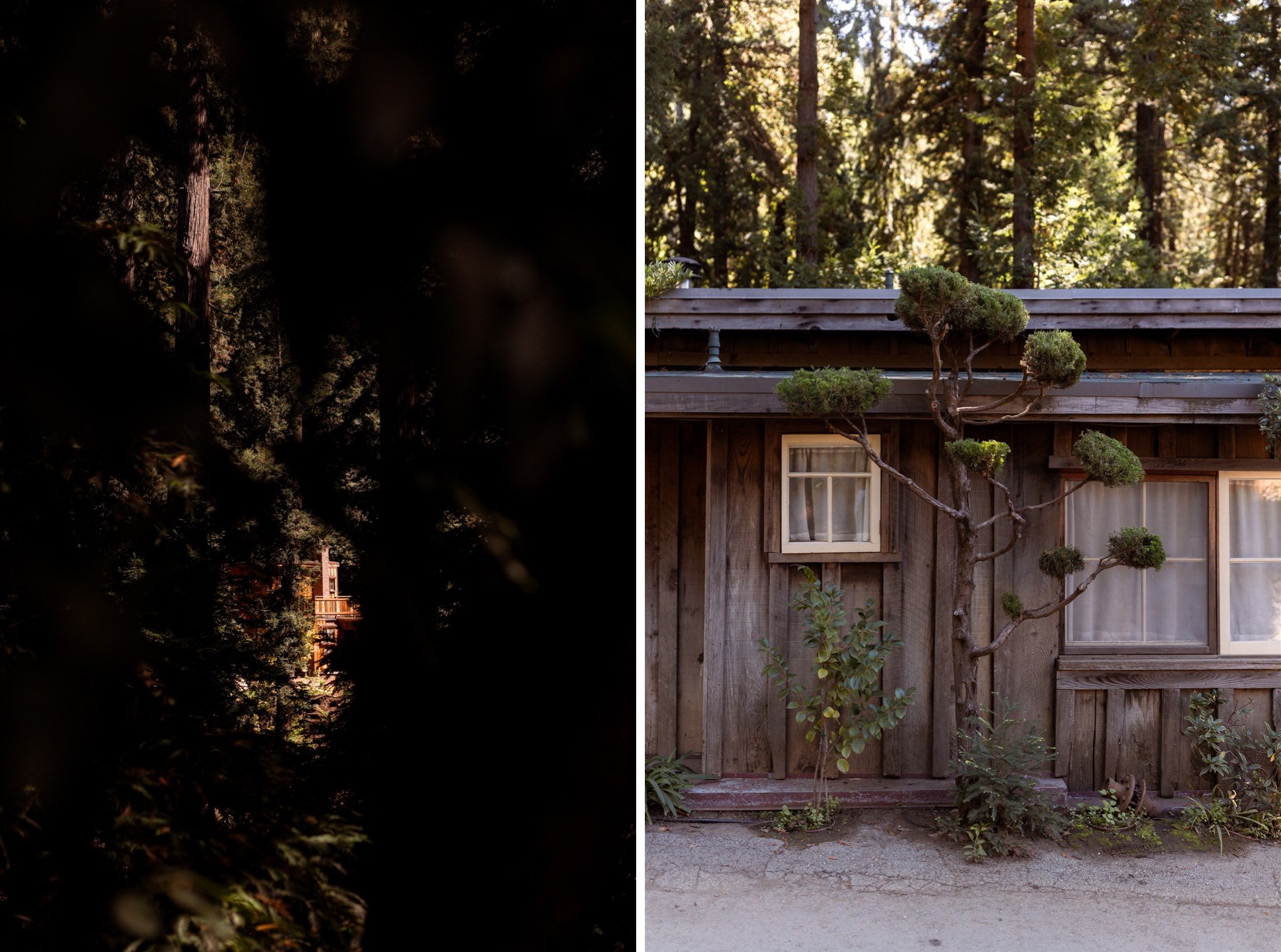 002_Two-Day Big Sur Redwoods Elopement with Family_Will Khoury Elopement Photographer.jpg