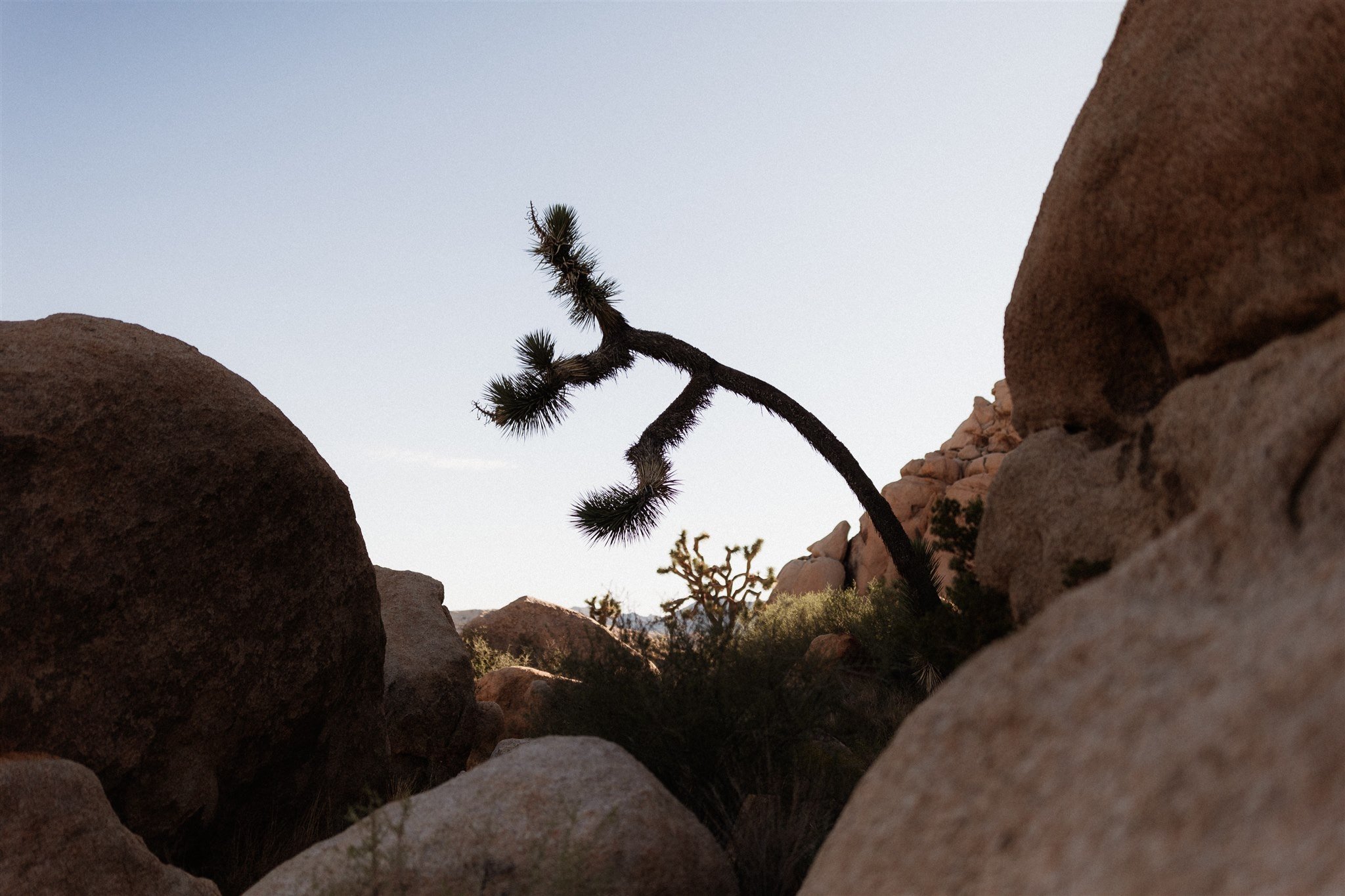 Joshua Tree Couples Session Surprise Proposal - Will Khoury Photography_18.jpg