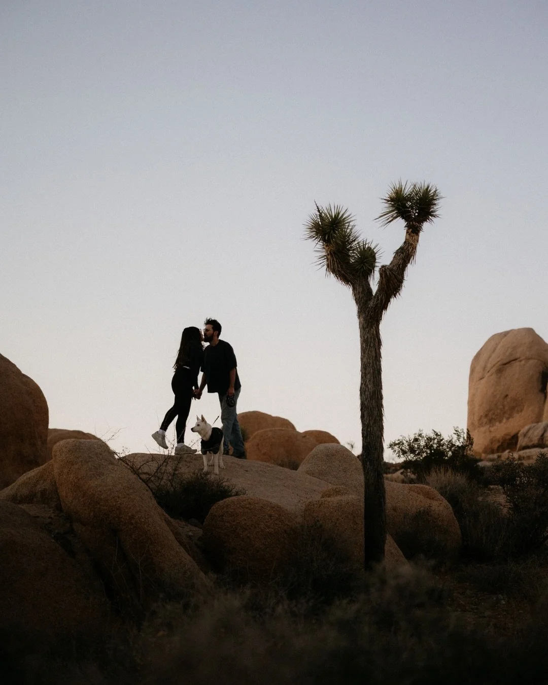 💍 A few of many favorites from M &amp; A (&amp; Sushi 🐶)&rsquo;s surprise proposal and adventure in Joshua Tree.