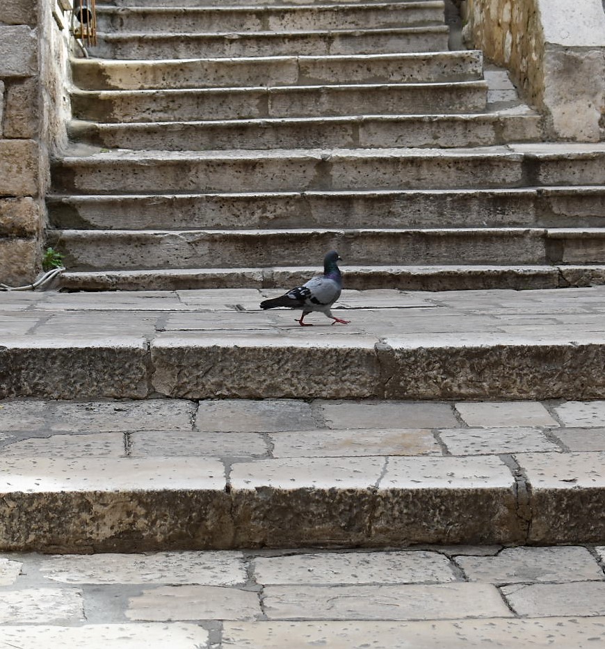 DSC_0223.JPG