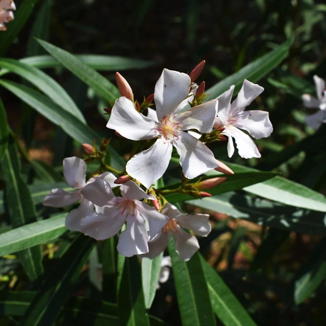 DSC_0254.JPG