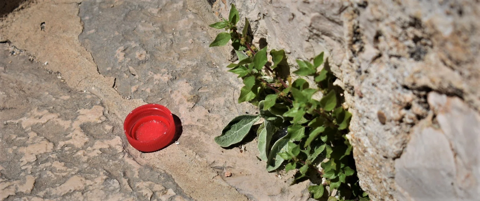 DSC_0446.JPG