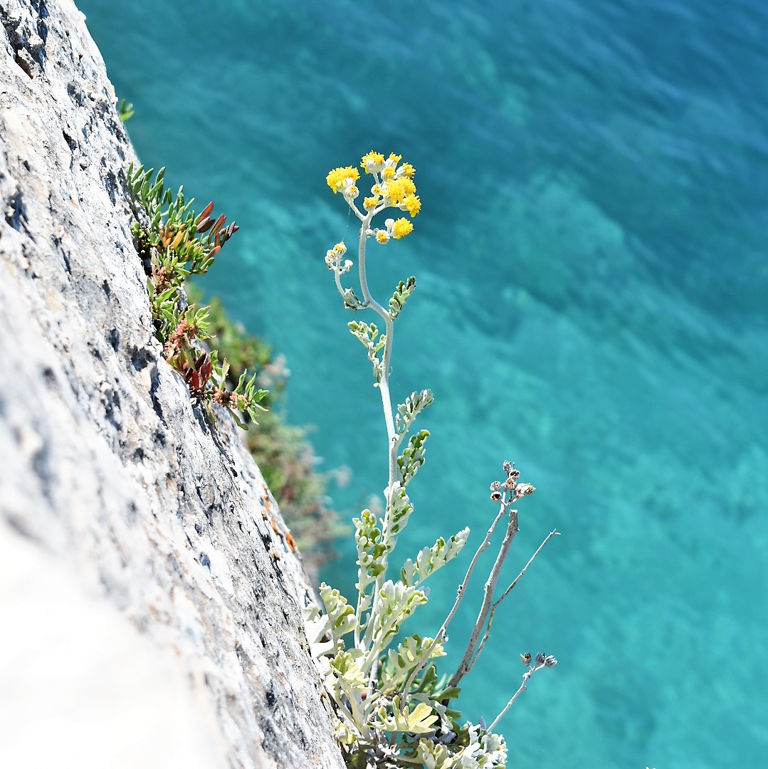 a flower in hvar