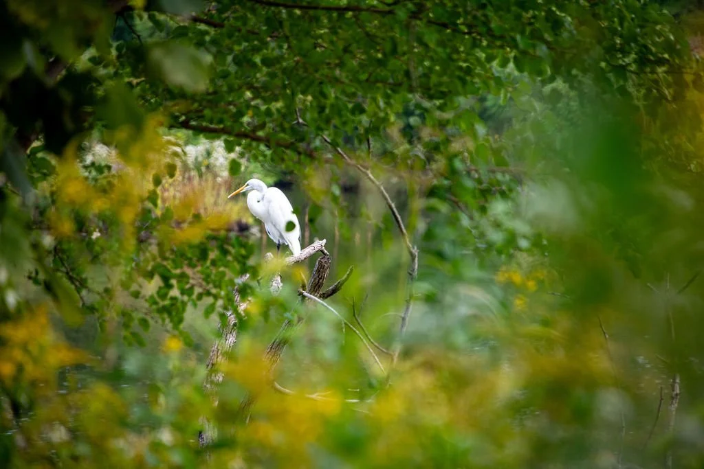 PGL_6148.jpg