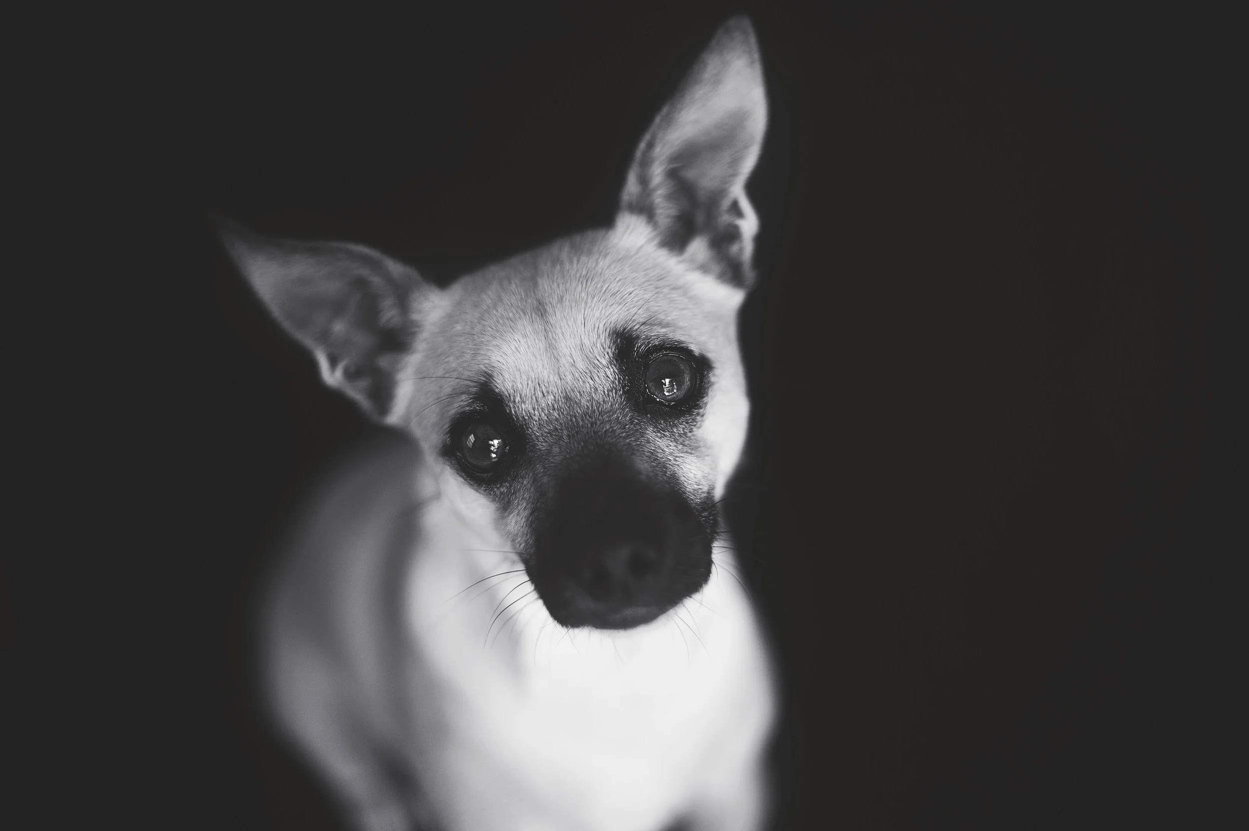 DSC_0050a.jpg