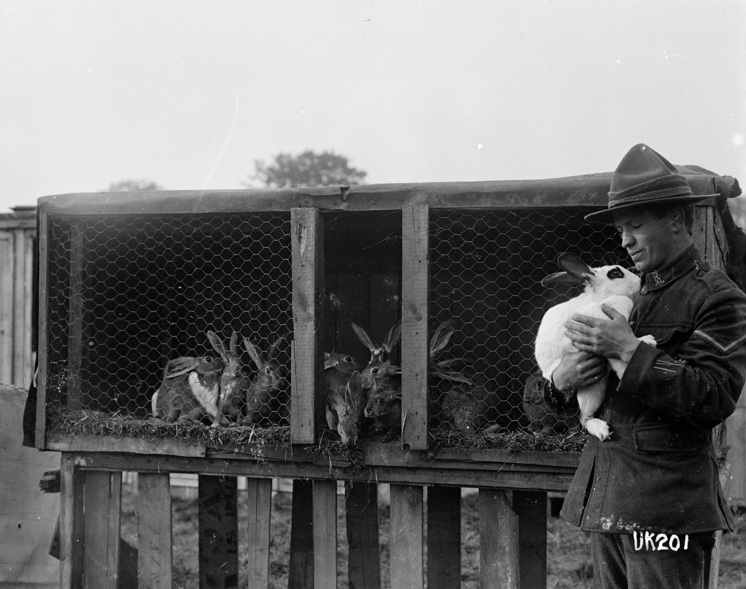 A rabbit hutch at Hornchurch Convalescent Camp, World War I