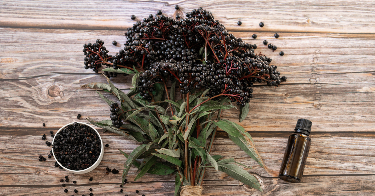 Ingredient Spotlight: Black Elderberry