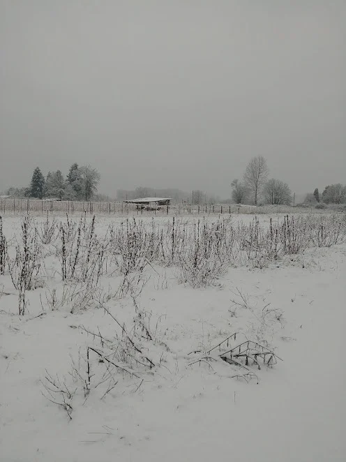 A quiet week at the farm during Christmas time. 