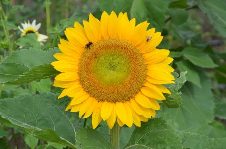 sunflower.jpg