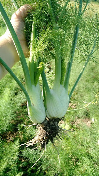 FENNEL.jpg