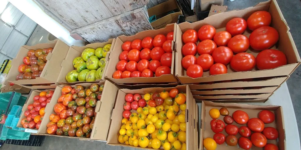 BIG TOMATO LOVE COMING YOUR WAY