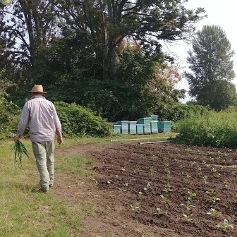SUMMER'S LATEST:  TOMATILLOS, ONIONS & MORE