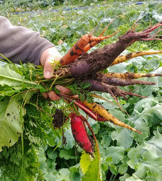 fall roots.jpg