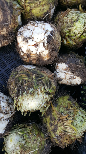 celery root.jpg