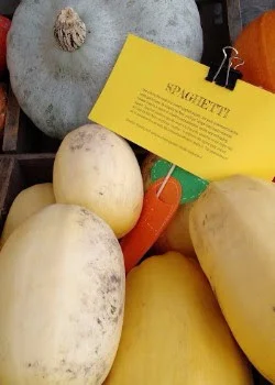 Better Late Than Never:  Red Daikon, Spaghetti Squash &amp; MORE!