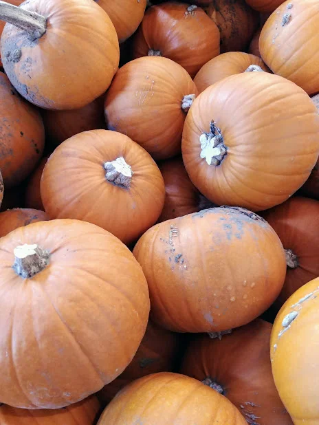 SOMETHING DELICIOUS THIS WAY COMES:  PUMPKINS, PURPLE TOPS &amp; CAULI!
