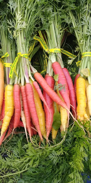 carrot bunches 2018.jpg