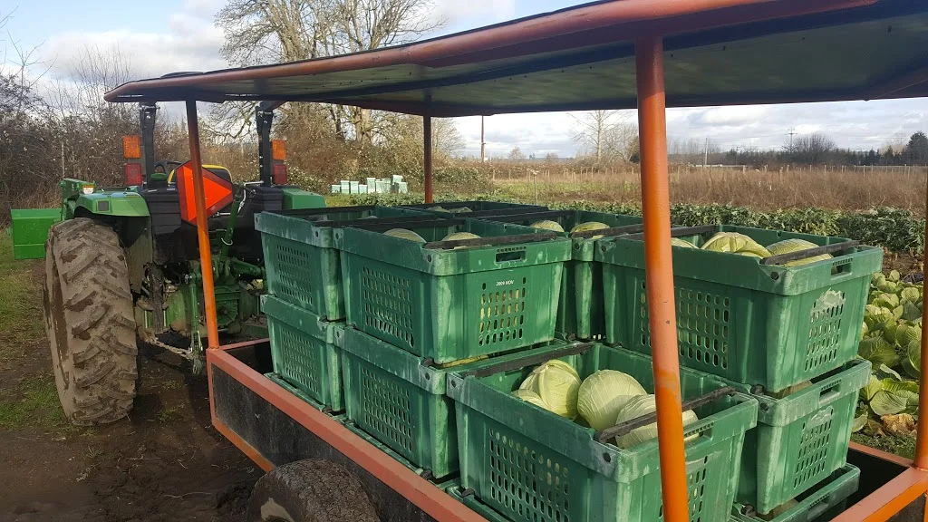 cabbage haul 2019 jan.jpg