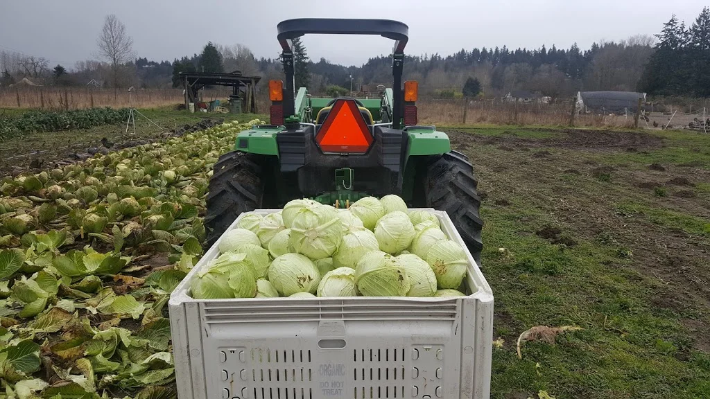 cabbage feb 2019.jpg