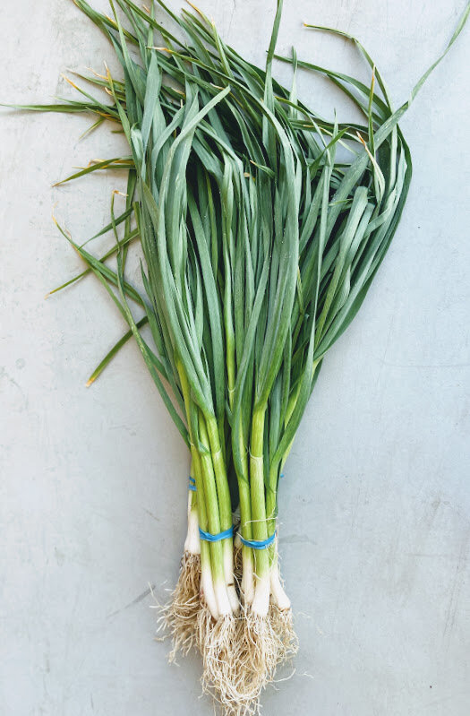 Green Garlic Season Is Here! — Wild Hare Organic Farm