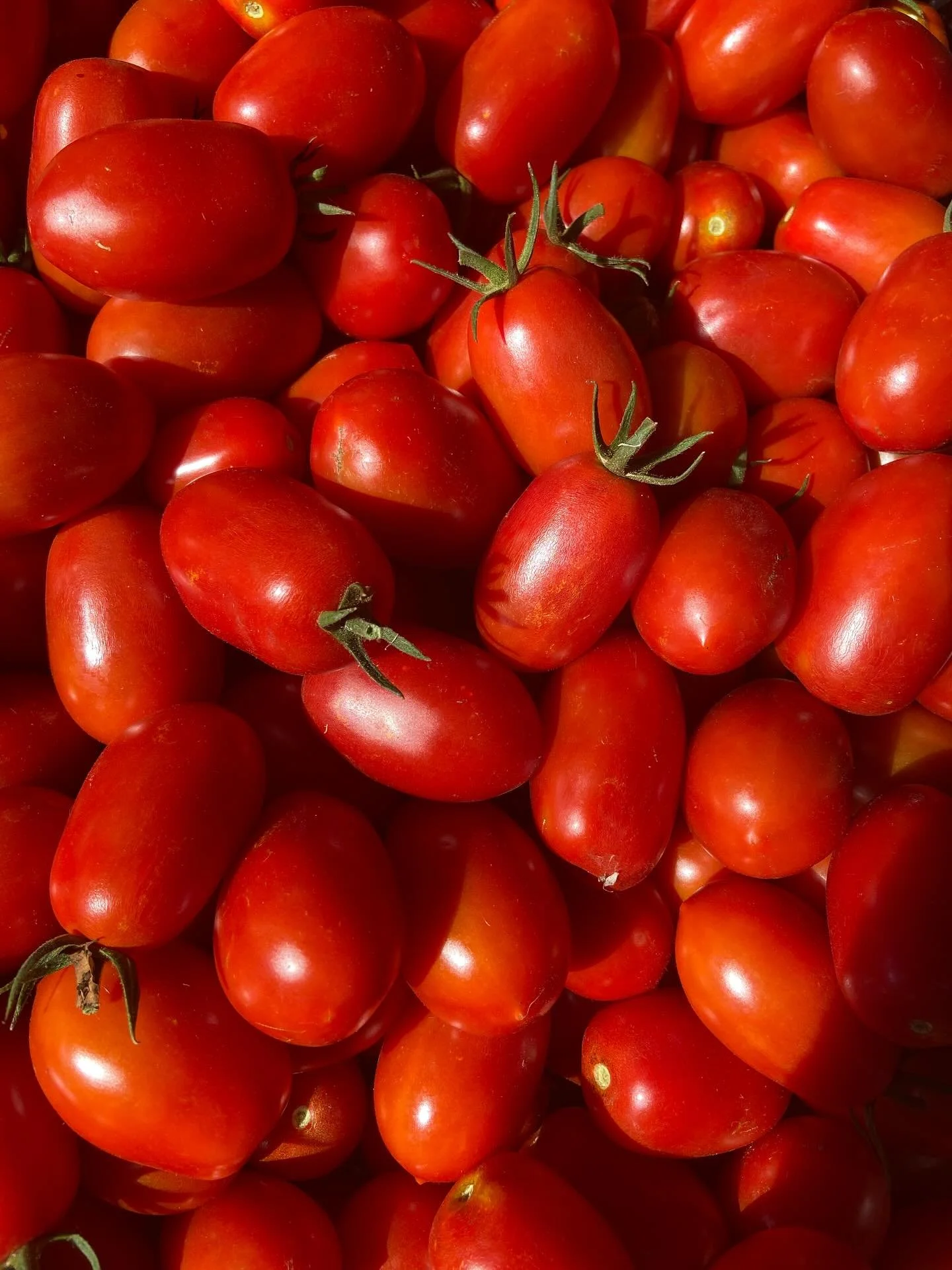 🍅🍅🍅 Bulk tomato season starts this week @wildhareorganicfarm.  Romas are up first&mdash; 10 lbs for $33! First come, first serve.