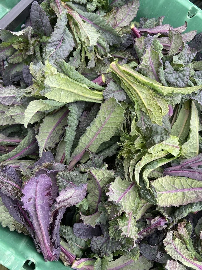 harvested kale.jpg