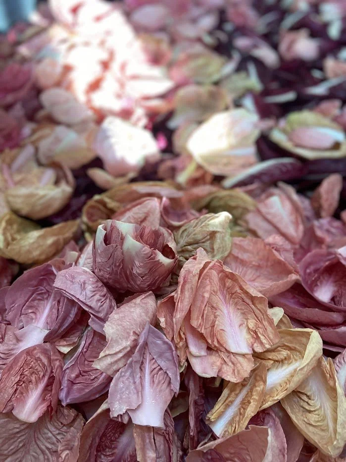 Winter 2026 #5/10: The Bittersweet Beauty of Winter Chicories 