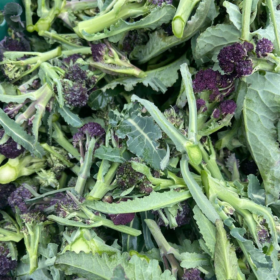 Winter 2026 #6/10: Purple Sprouting Broccoli &amp; Inclement Weather Info