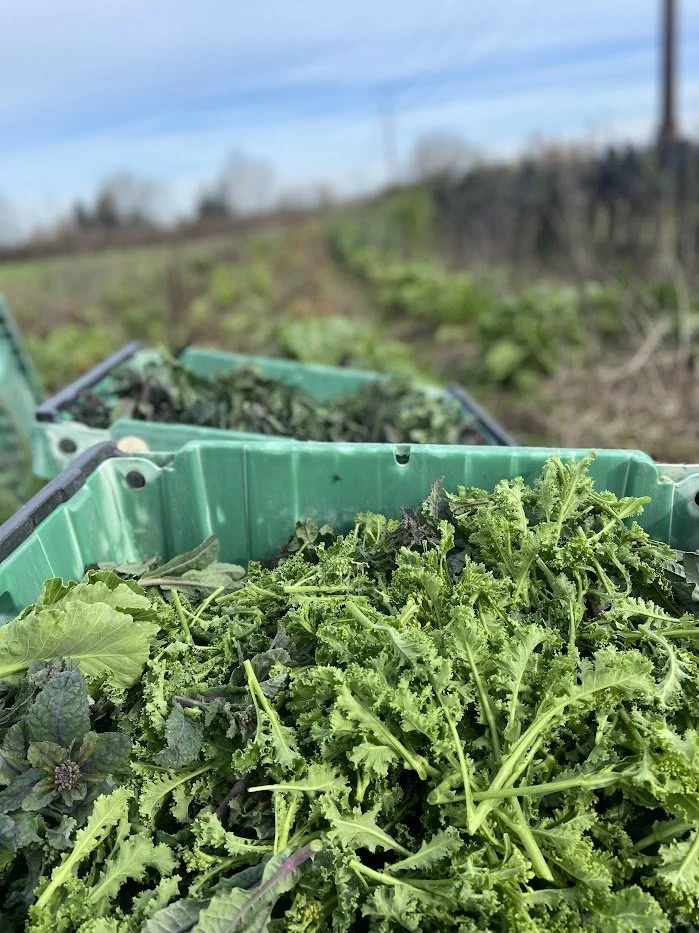 Spring 2026 #1/10: First Week of Spring Raab!