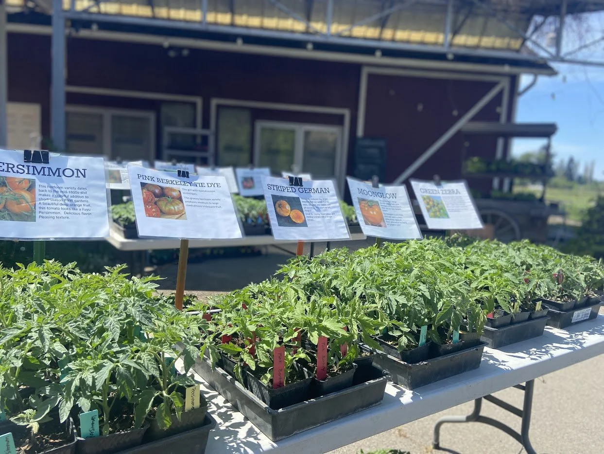 Spring #7/10: Green Garlic &amp; Organic Tomato Plants