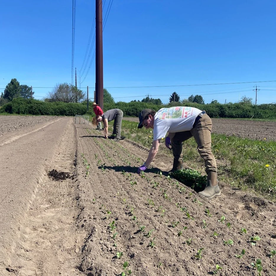 Spring #8/10: Spring Onions, Bok Choy &amp; SO MUCH TO PLANT
