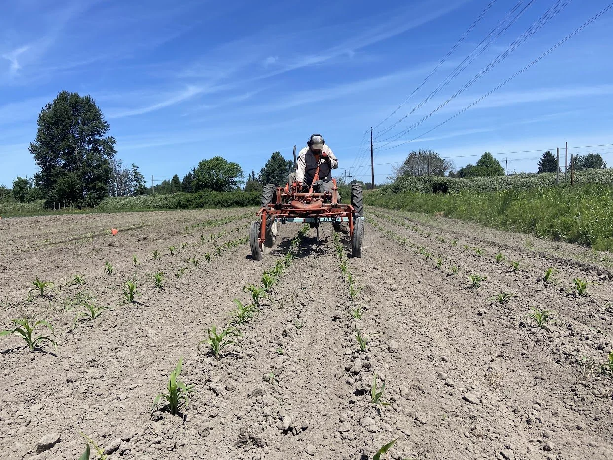 Summer #1/18: Summer CSA, Salad Mix &amp; Saturdays Start this Week
