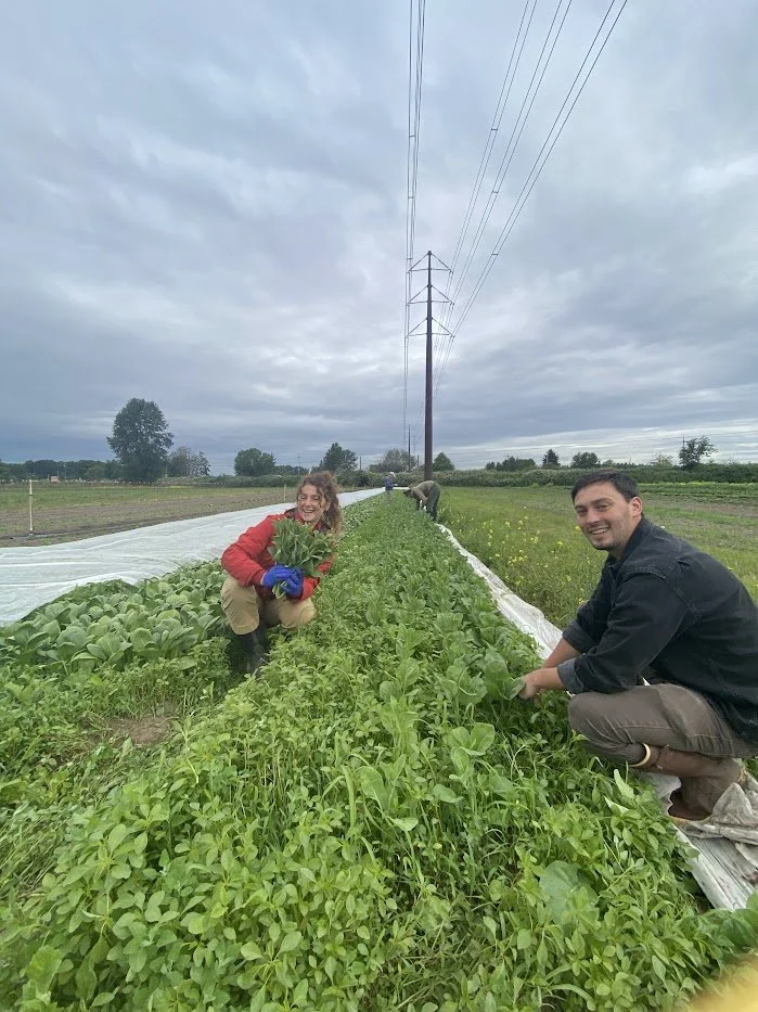 gai lan harvest.jpg