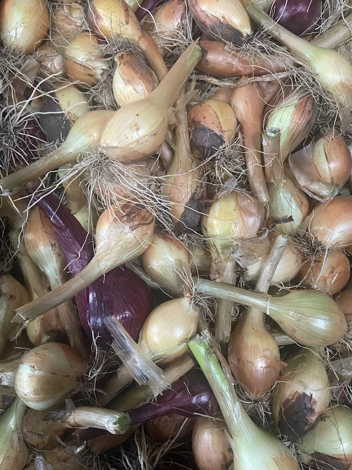 nice little onions.jpg