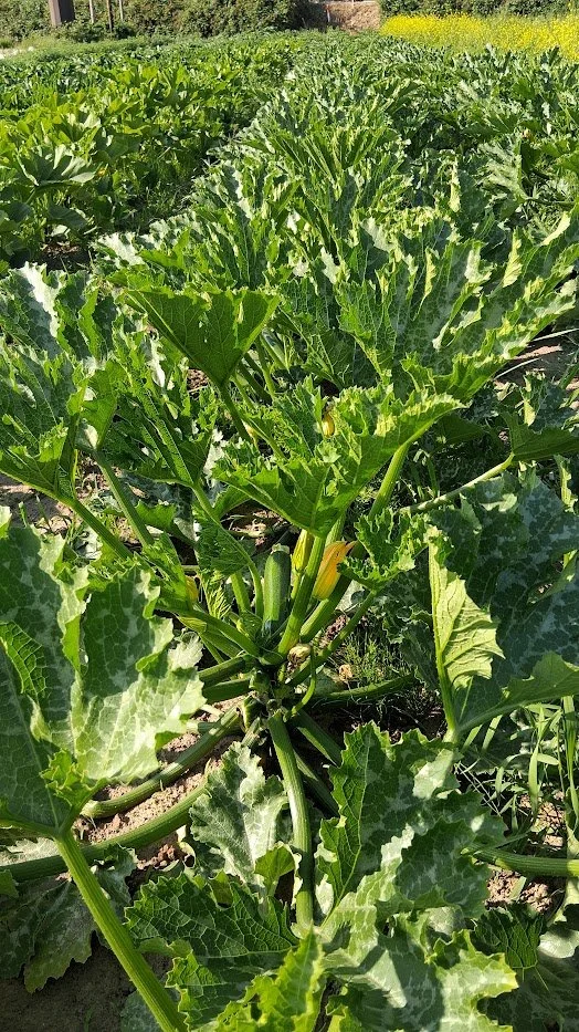 Summer 2026 #7/18: The Heroic Zucchini