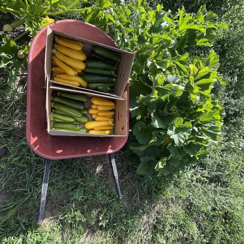 Summer #9/18: Midsummer’s Sweetness Overload—Onions, Peaches &amp; Zucchini Bread