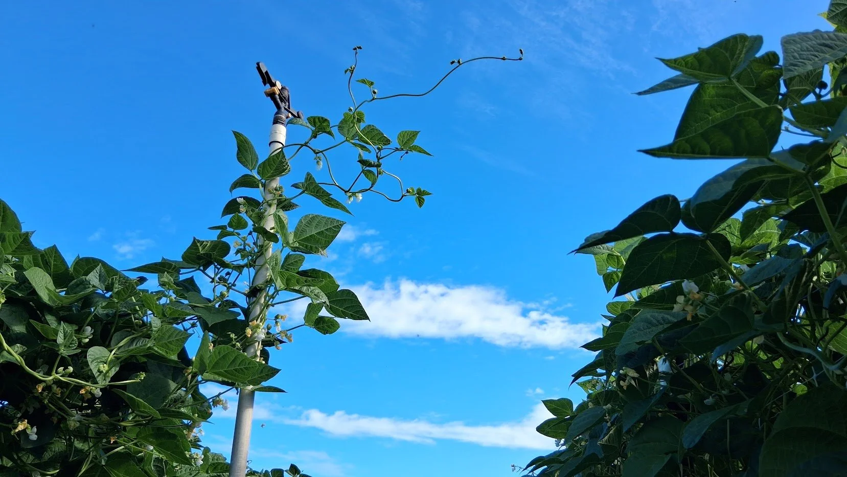 Summer #10/18: Wild Hare Tomatoes, Romano Beans &amp; Walla Walla Sweets