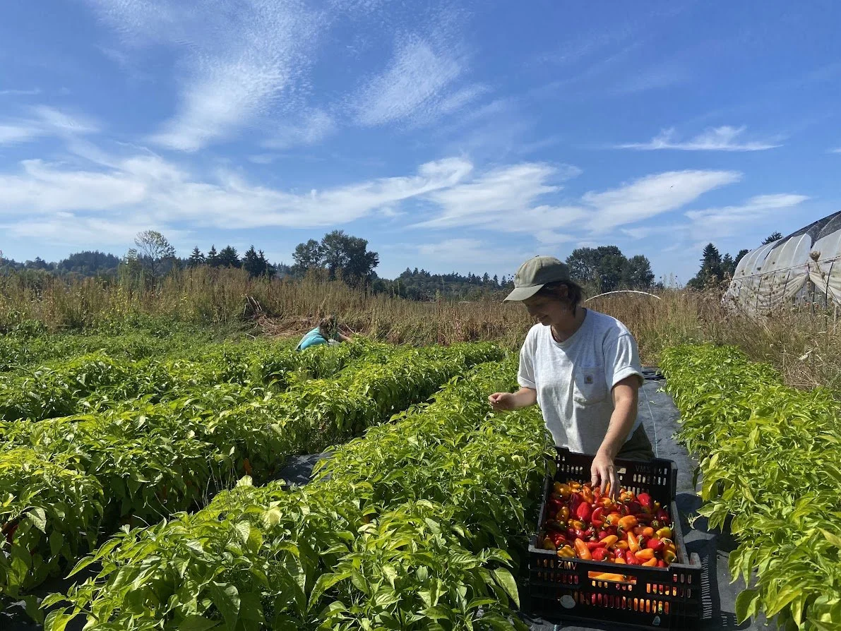 Summer #14/18: Late Summer’s Bounty - Melons, Peppers &amp; More!