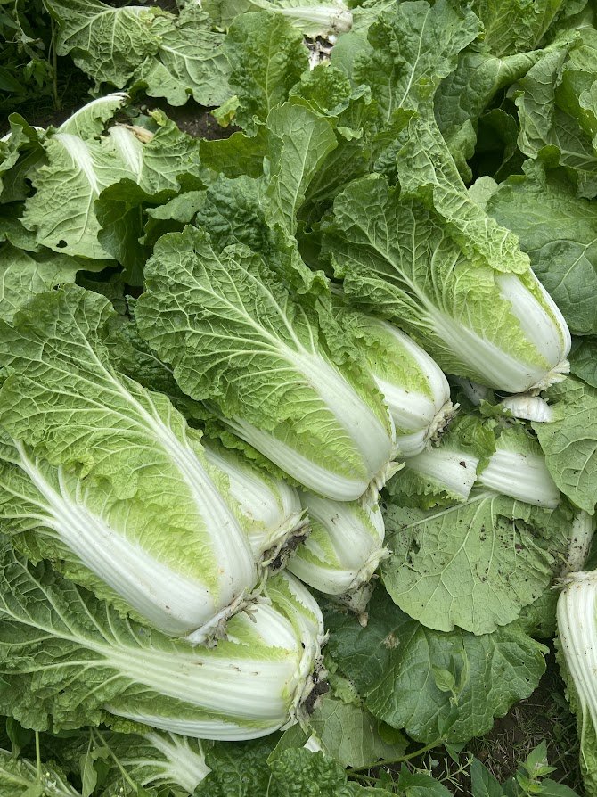 Summer #16/18: Napa Cabbage &amp; the Summer Harvest Homestretch