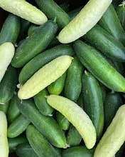 cukes.jpg