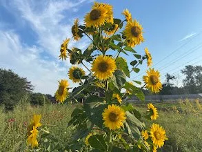 flower power.jpg