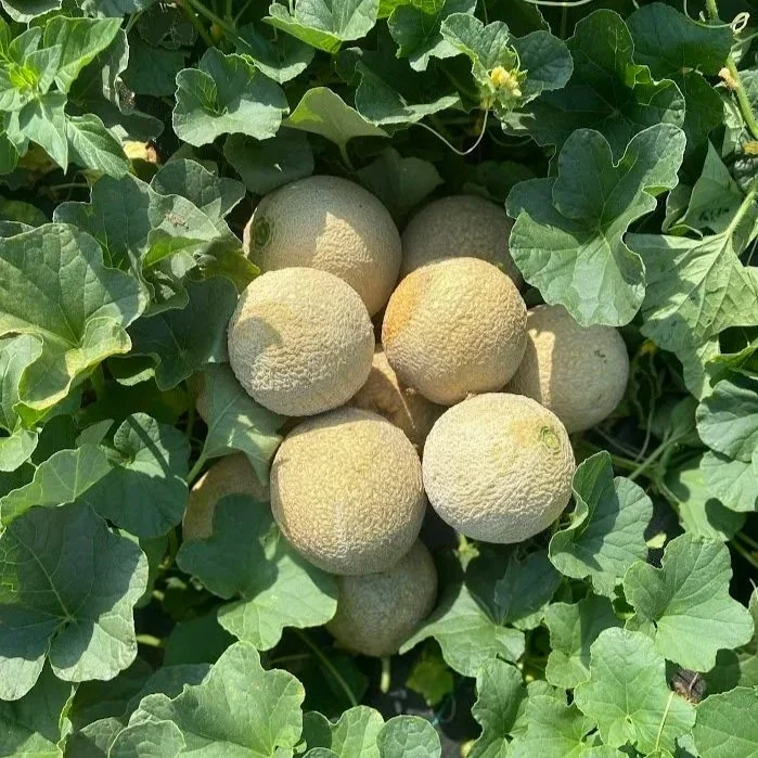 mini melons.webp