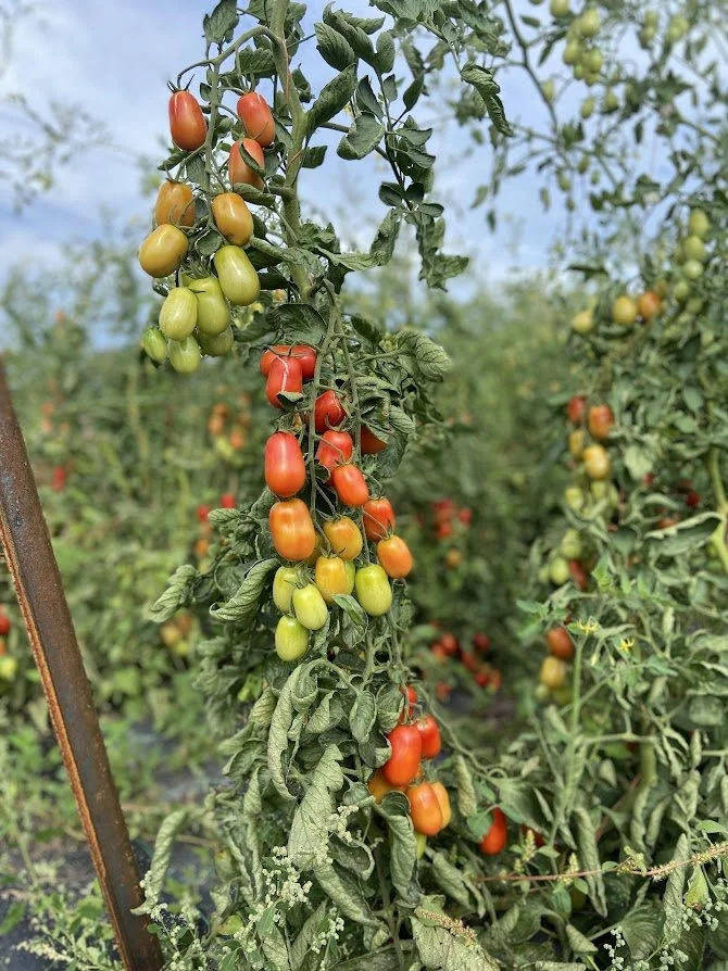 romas.jpg