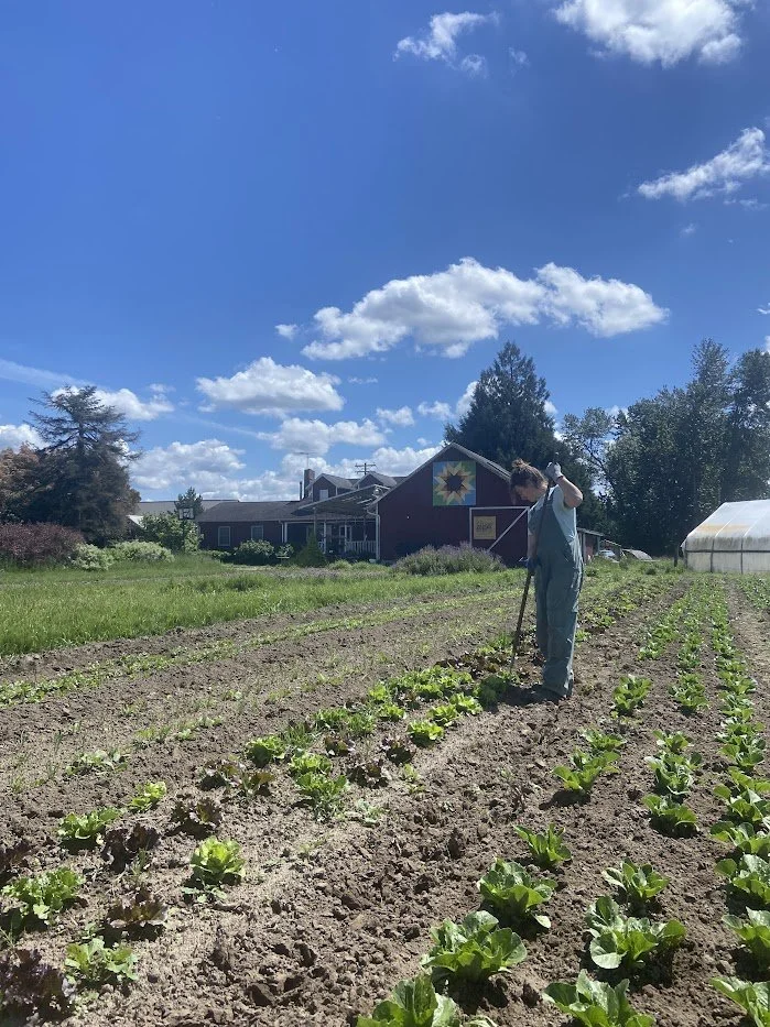 claire weeding lettuce.jpg