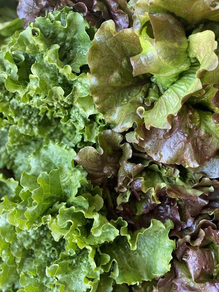 leafy lettuce.jpg
