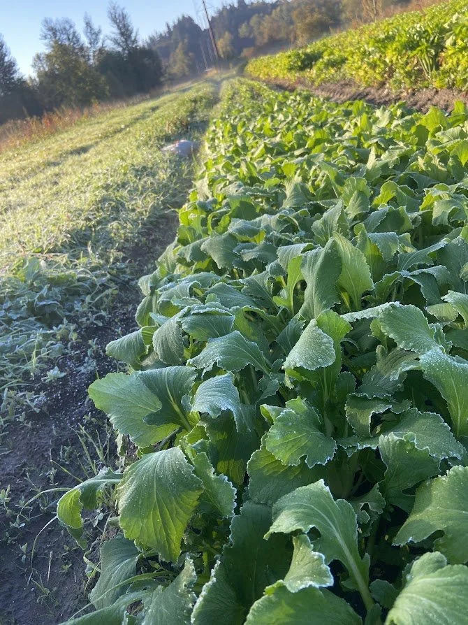 Fall #2/10: First Frost! Daikon, Red Kuri &amp; Green Kabocha