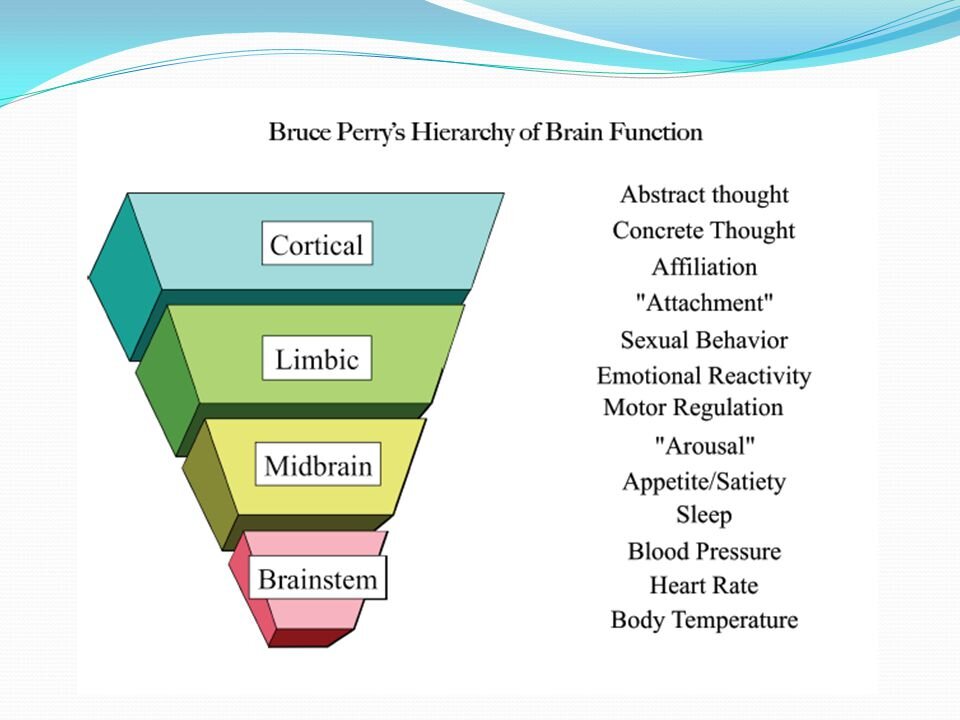 The Neurosequential Model of Therapeutics: How it can help you and your child — Ensemble Therapy