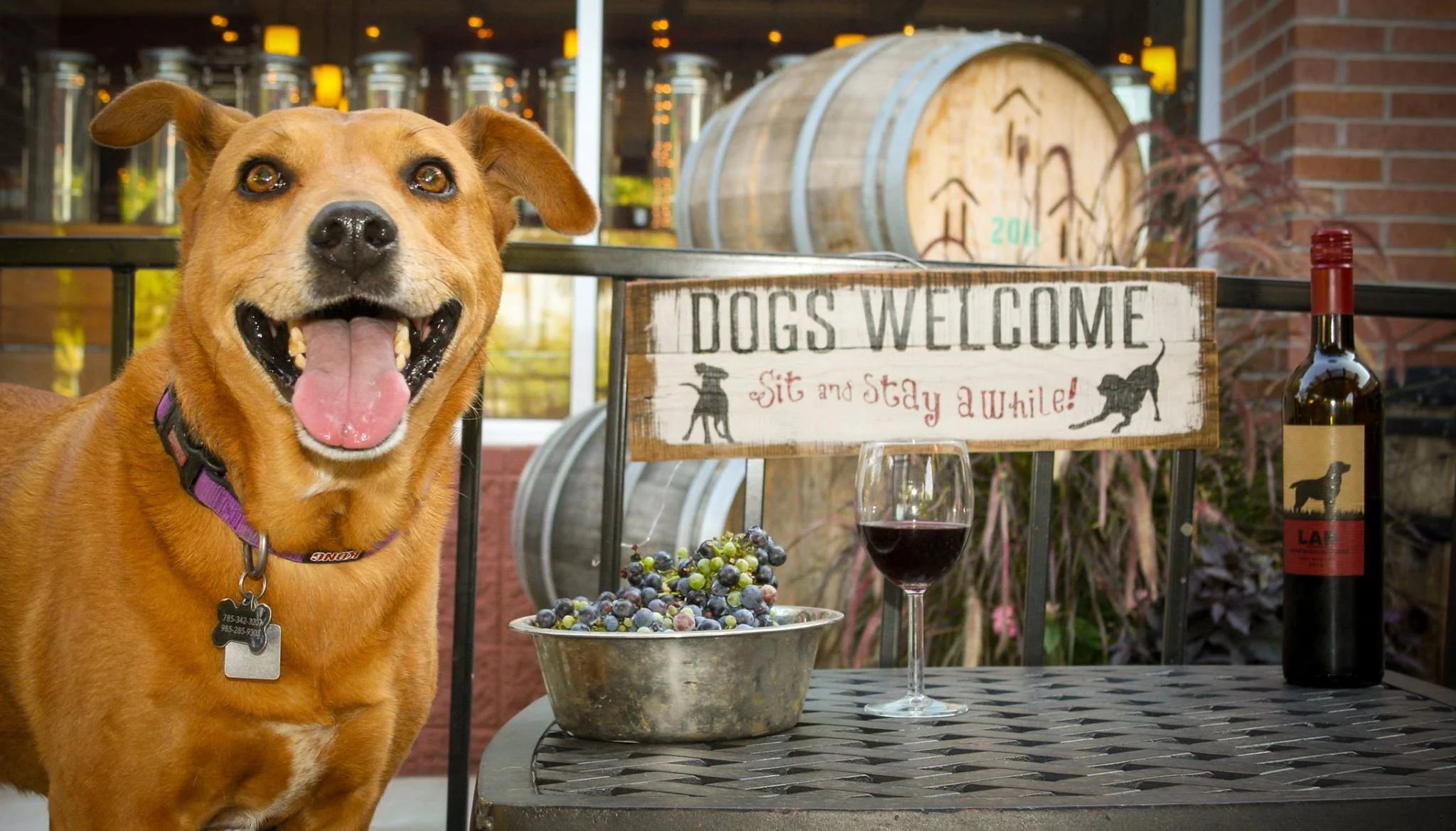 Rafter Eleven Dog Friendly Patio.jpg