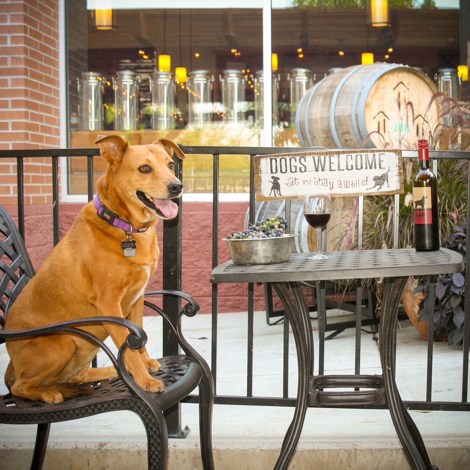 Rafter Eleven Dog Friendly Patio.jpeg